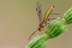 29 Blattwespe - Tenthredopsis sordida